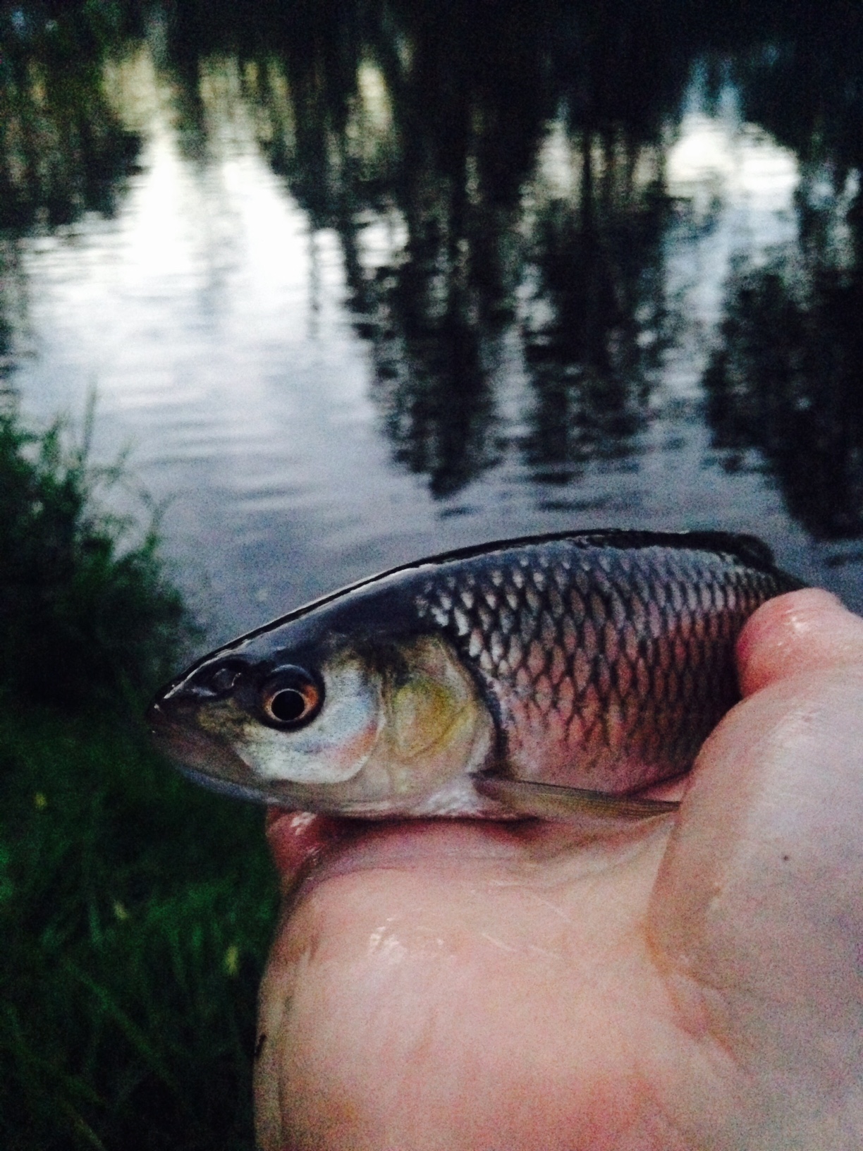 Feeder DYNAMITE BAITS .