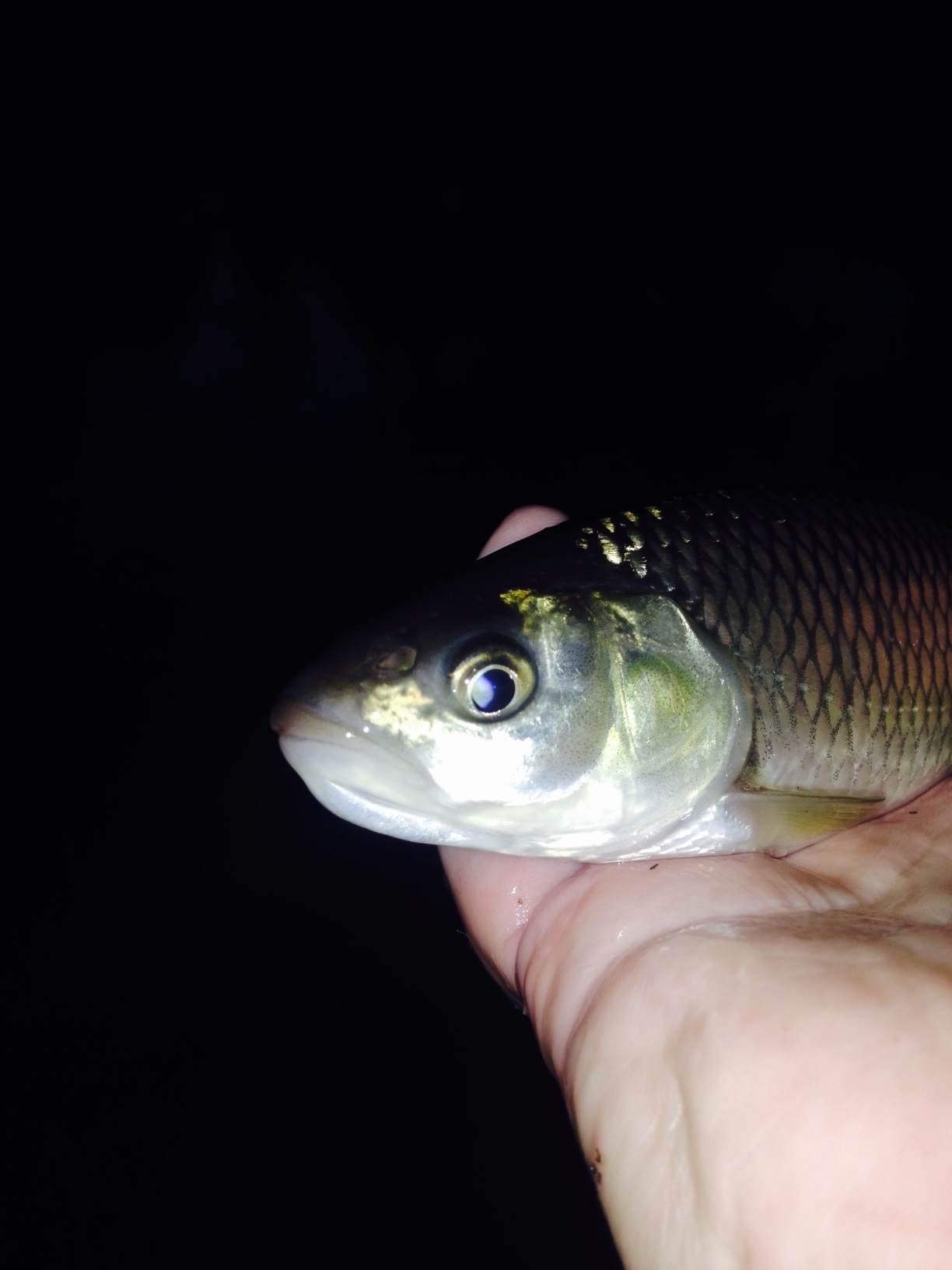 Feeder DYNAMITE BAITS 25.9.2014