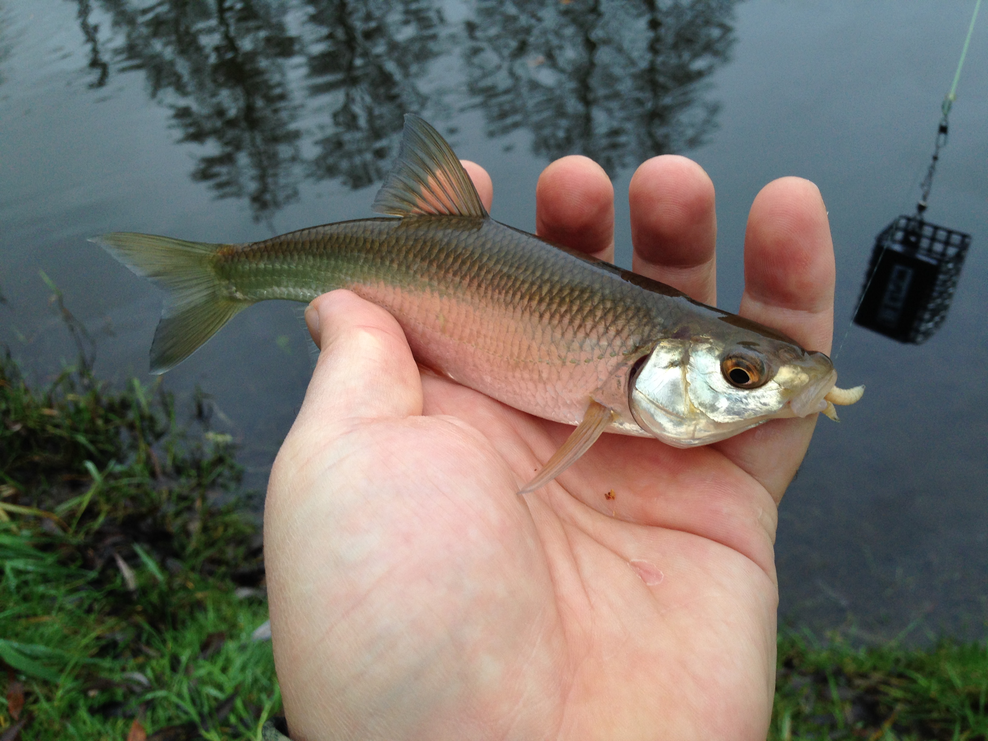 Feeder DYNAMITE BAITS 19.11.2014 .