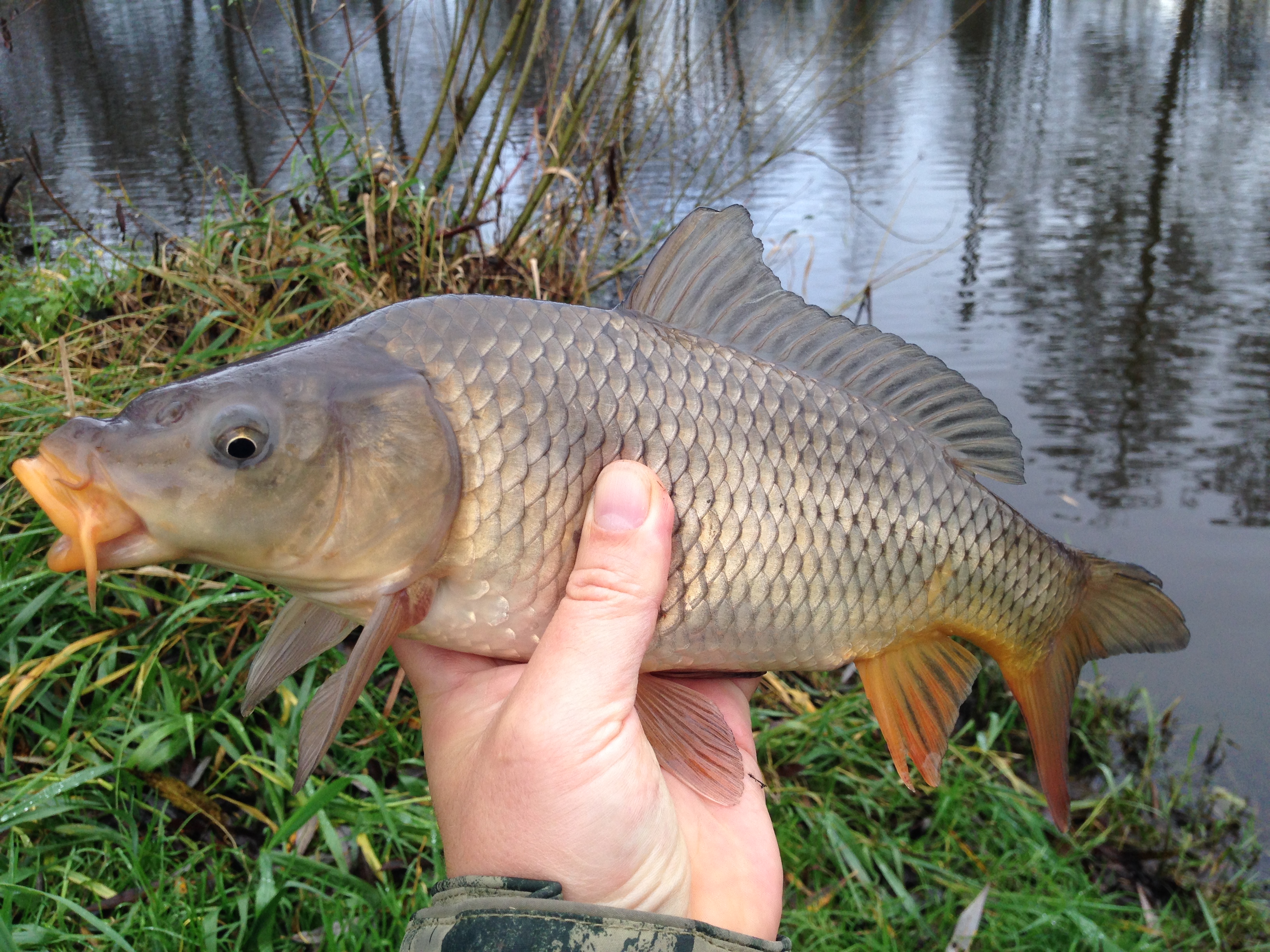 Feeder DYNAMITE BAITS 19.11.2014 ...