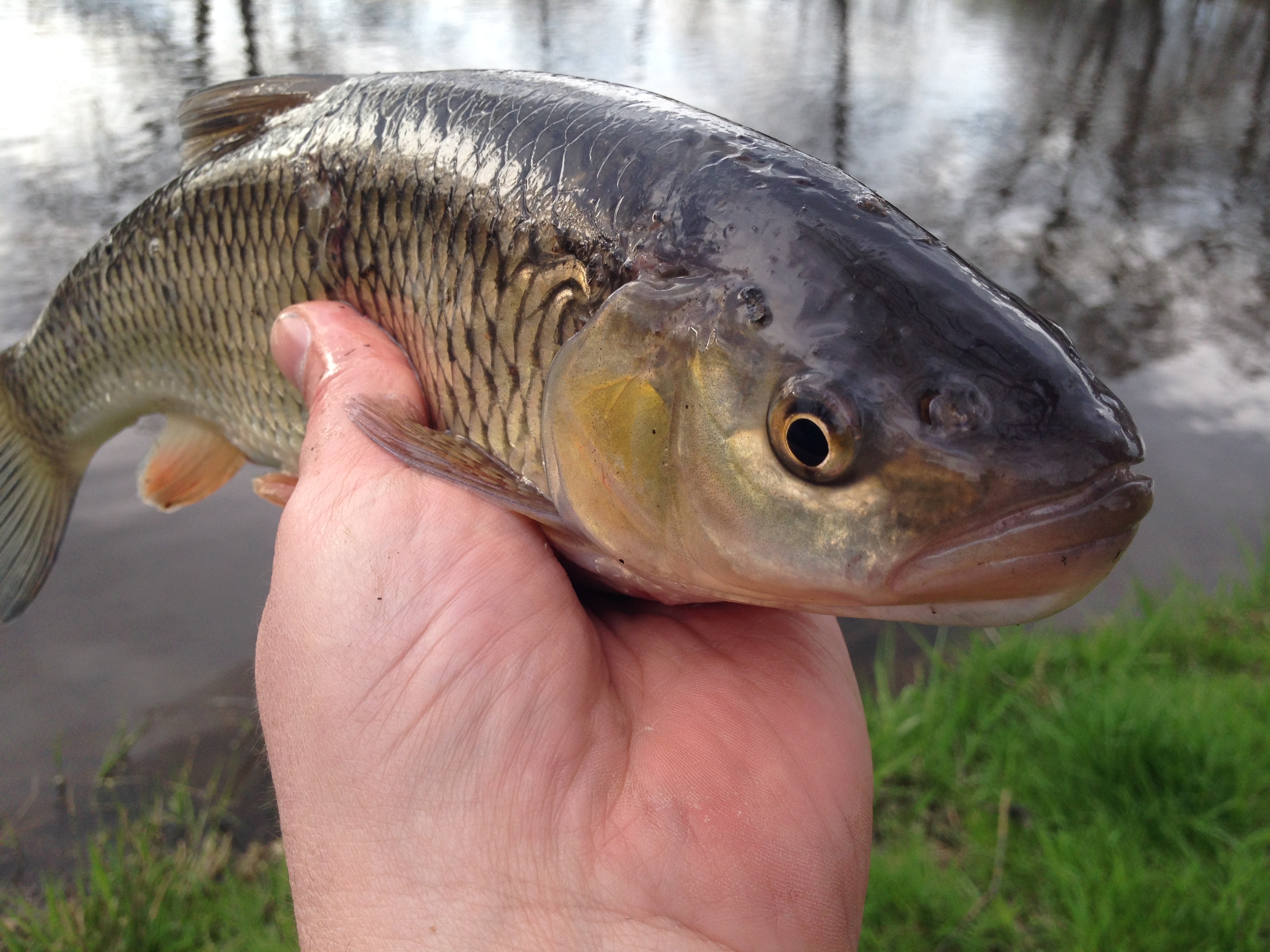 7ks Tloušťů s DYMAMITE BAITS feeder směsí na revíru MO ČRS KV 17.4.2015