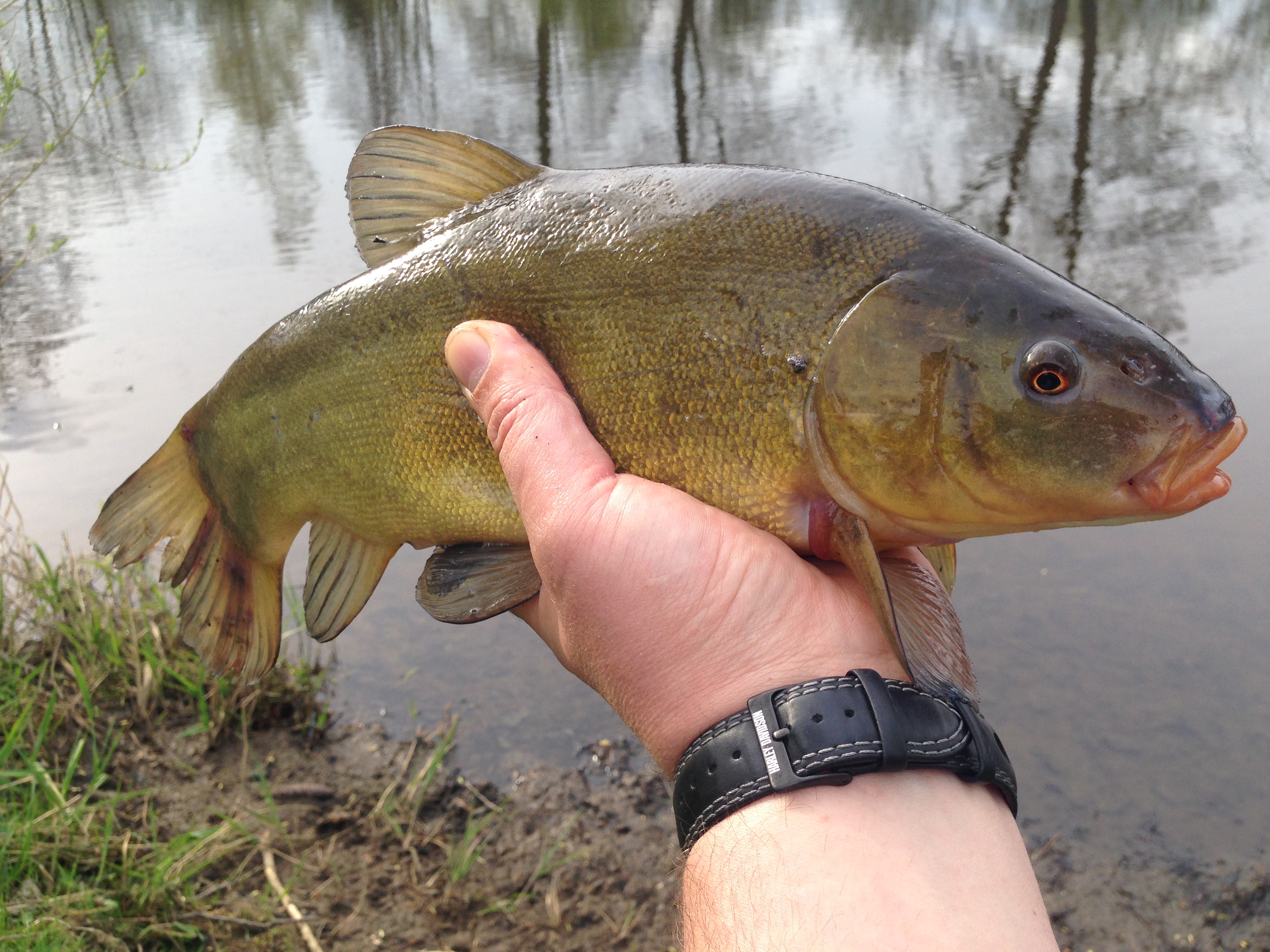 s DYMANITE BAITS směsí na Líny 25.4.2015