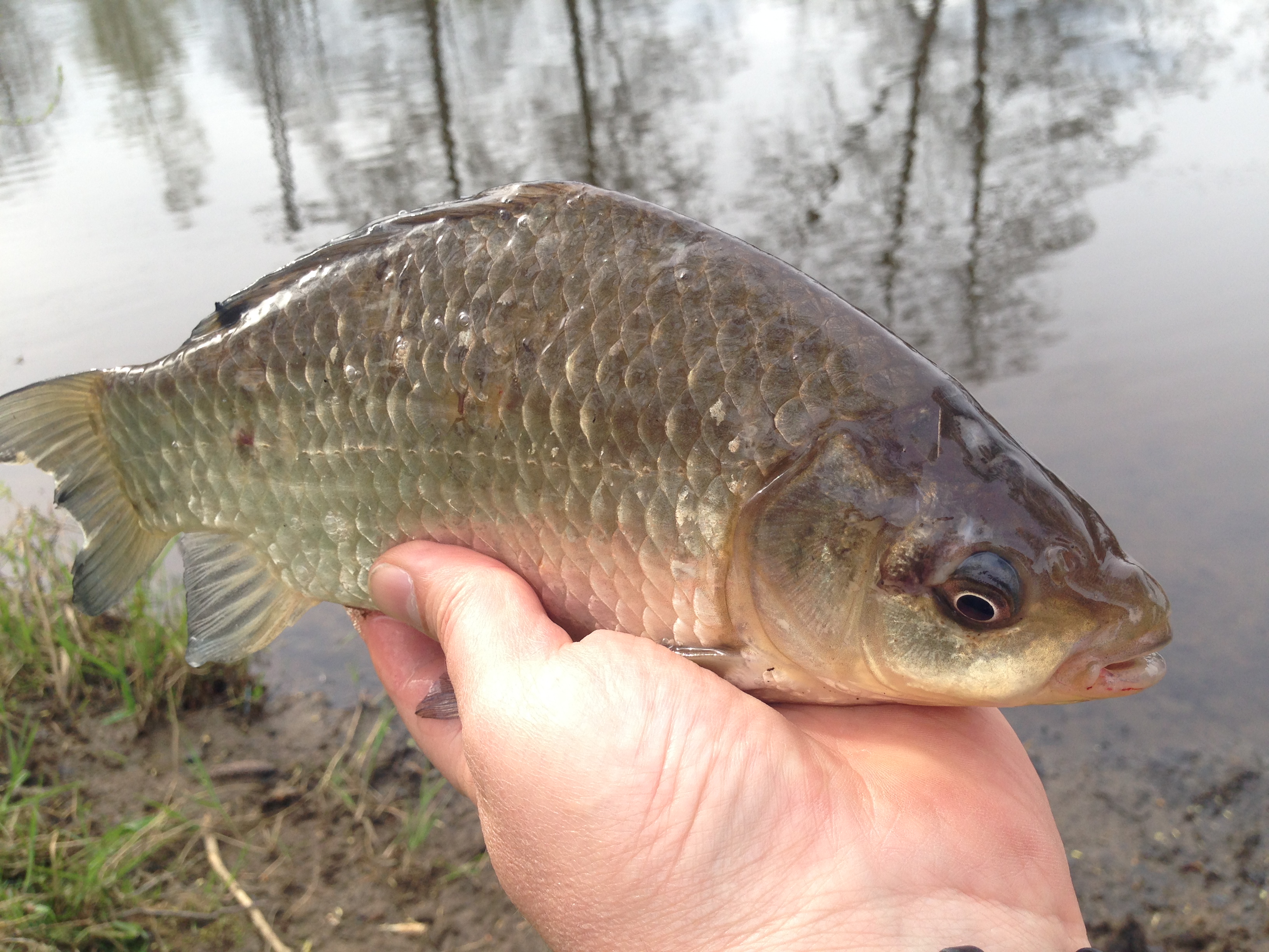 i Karasům chutná DYMANITE BAITS 25.4.2015