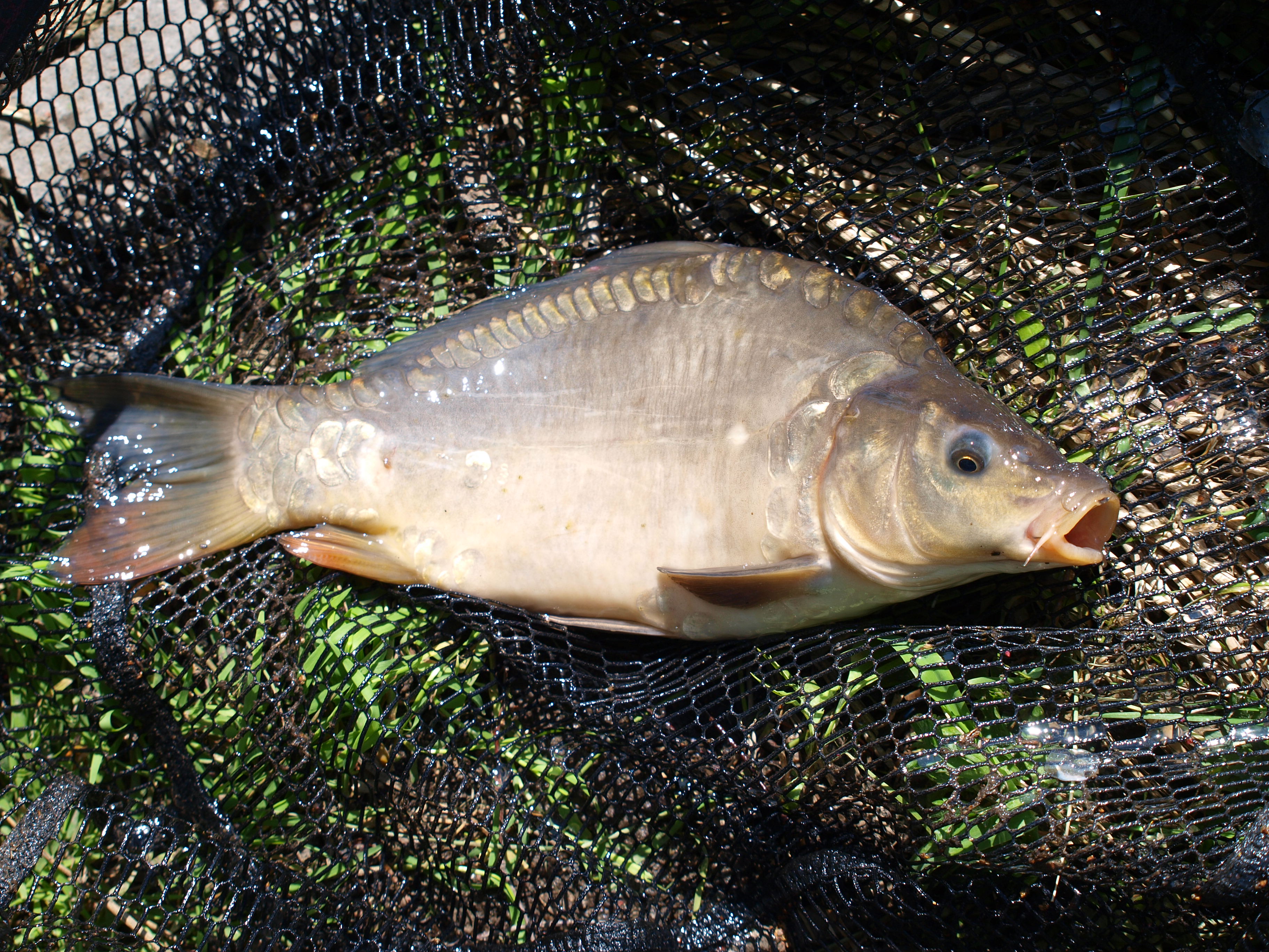 Feeder DYNAMITE BAITS kapříkům chutná