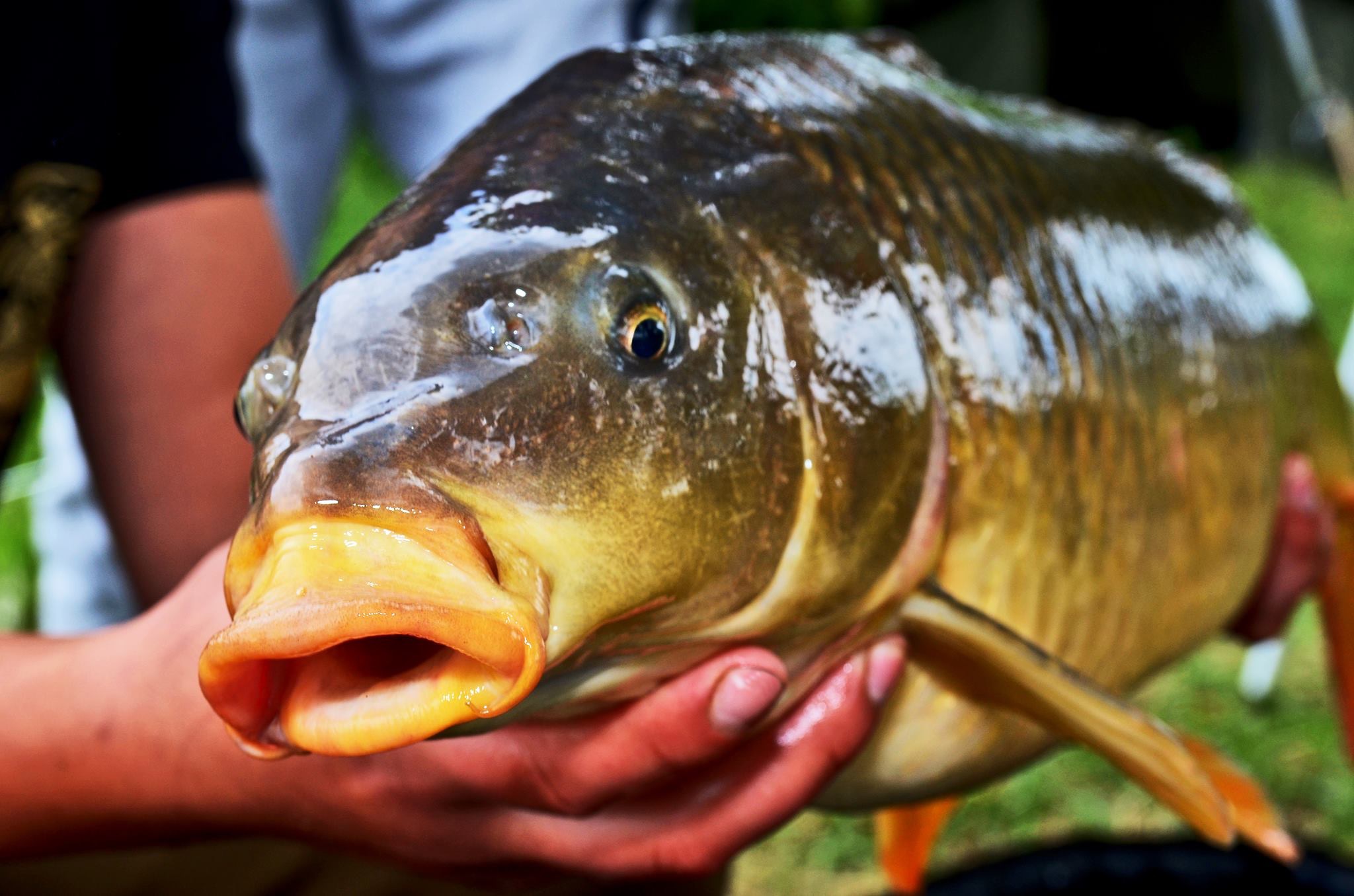 Kaprům chutná DYNAMITE BAITS - CRAVE