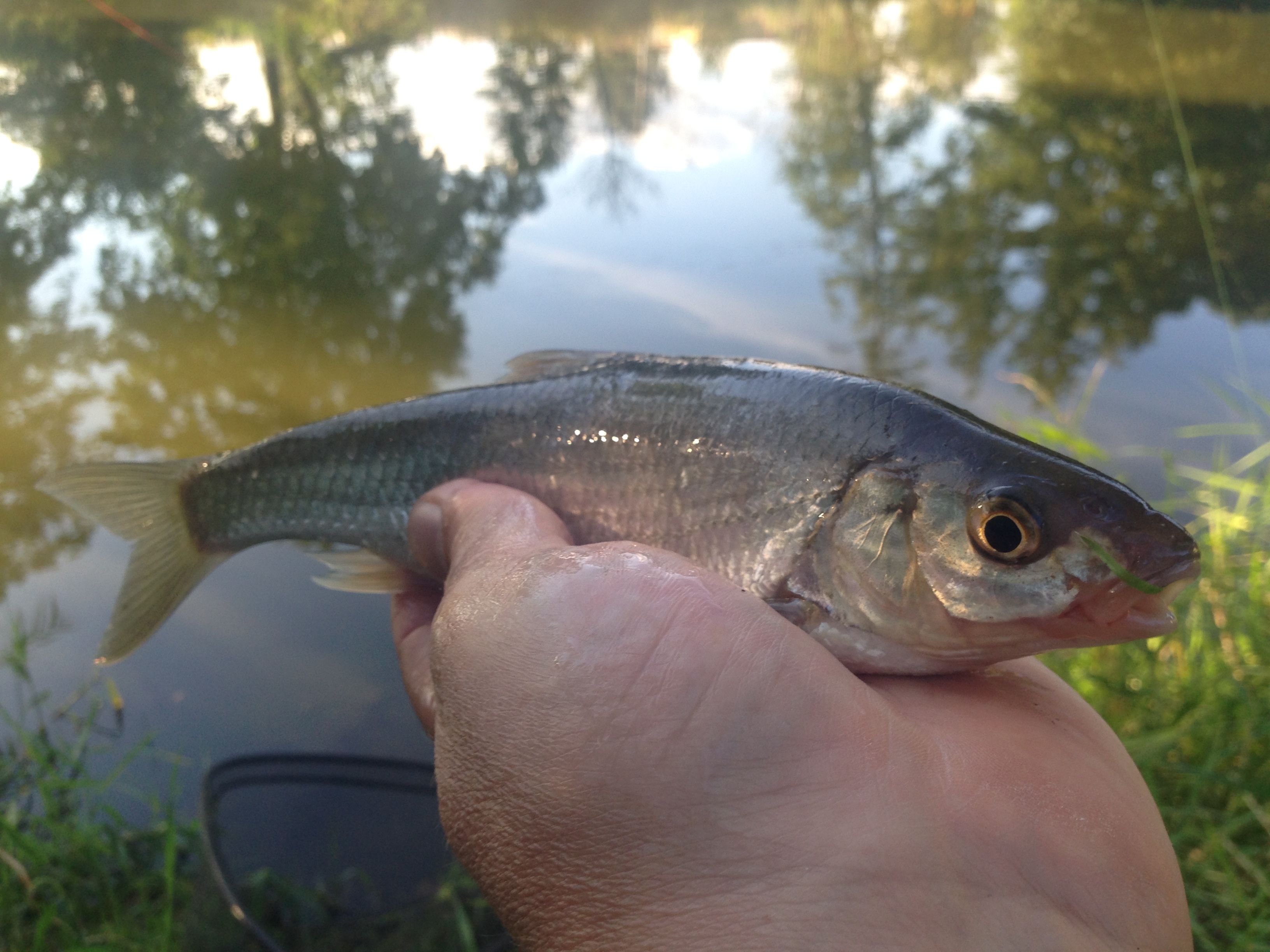 Feeder s DYNAMITE BAITS 17.8.2016 není to malá, zato velkou radost udělala