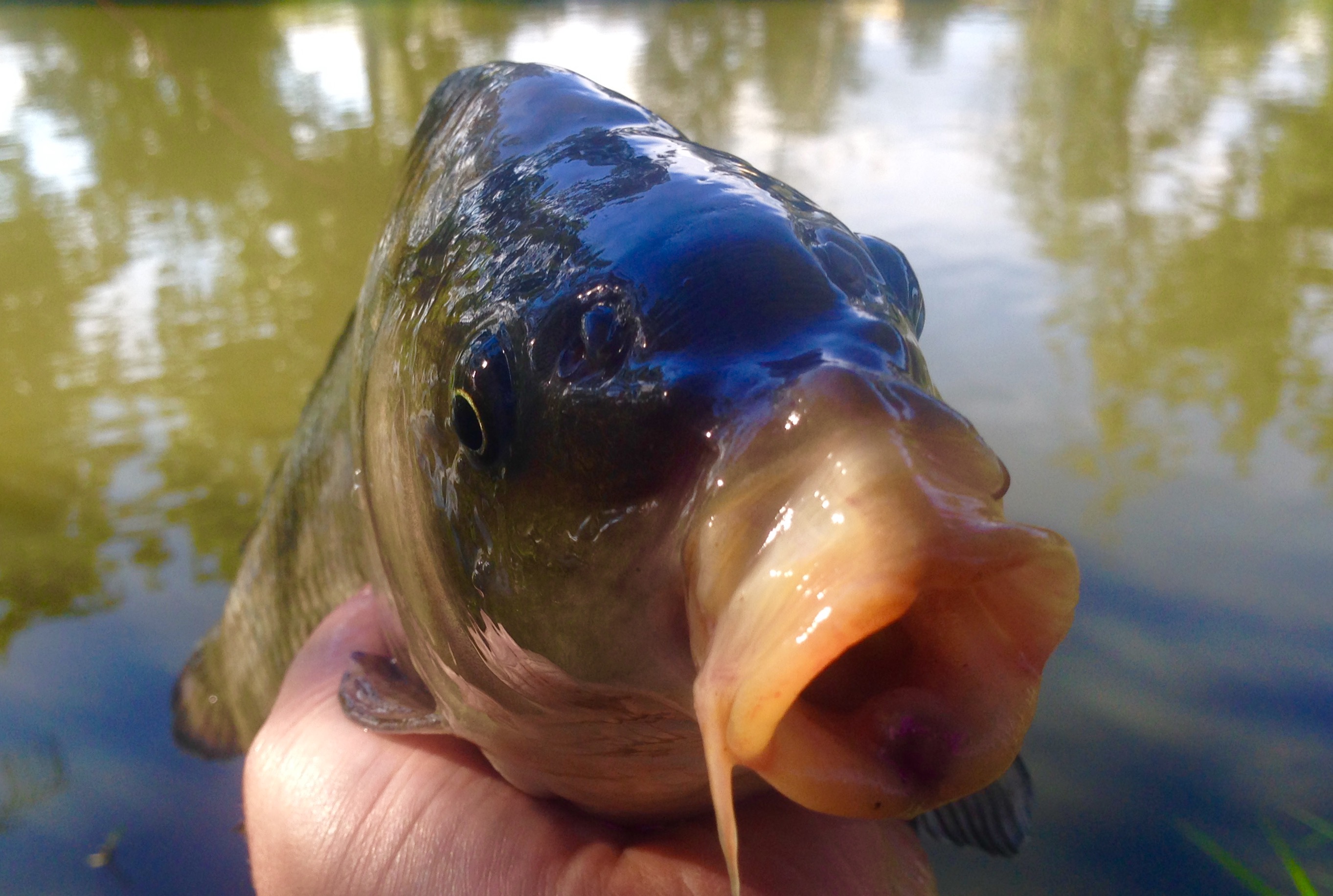 Feeder s DYNAMITE BAITS 17.8.2016 kapří pozdrav