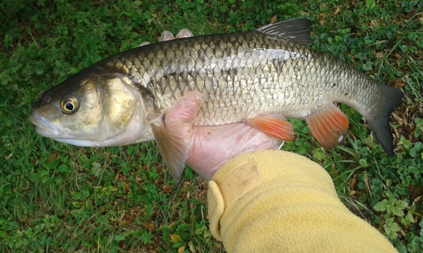 Feeder a pěkný tloušť