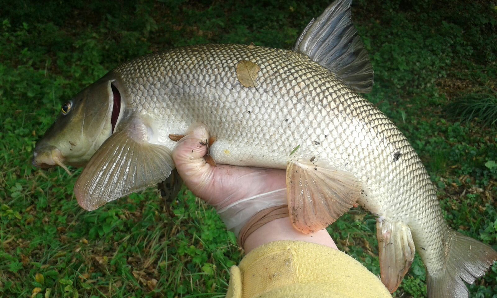 Feeder je zábava