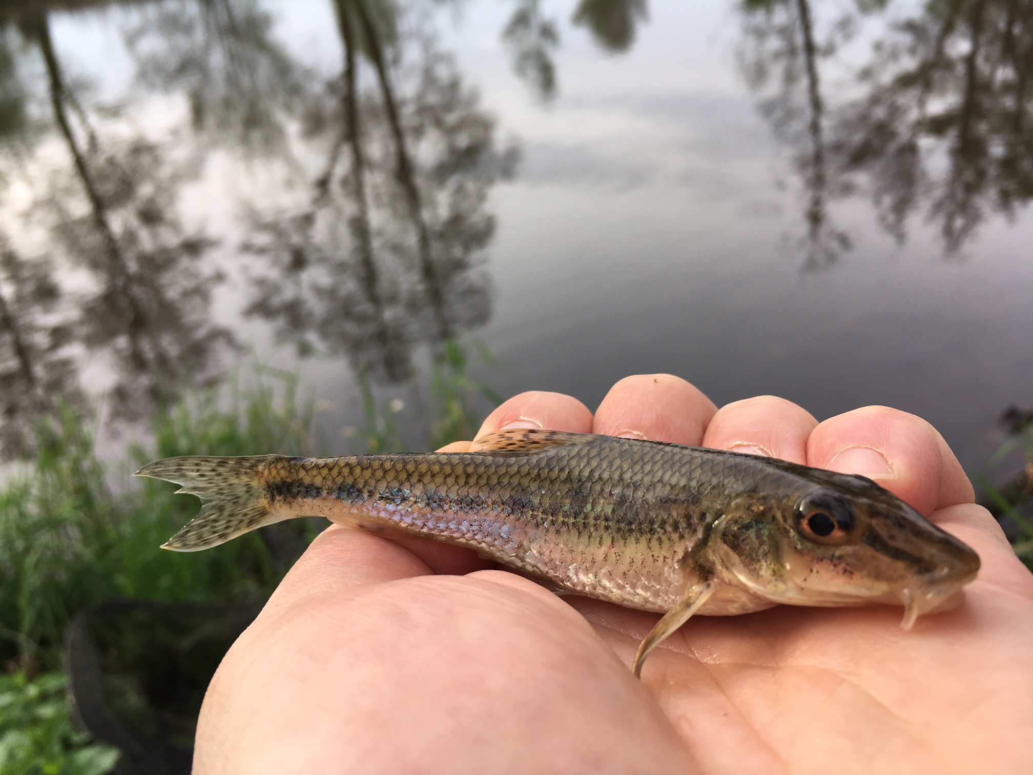 Feeder s DYNAMITE BAITS na revíru MO ČRS KV 24.4.2018