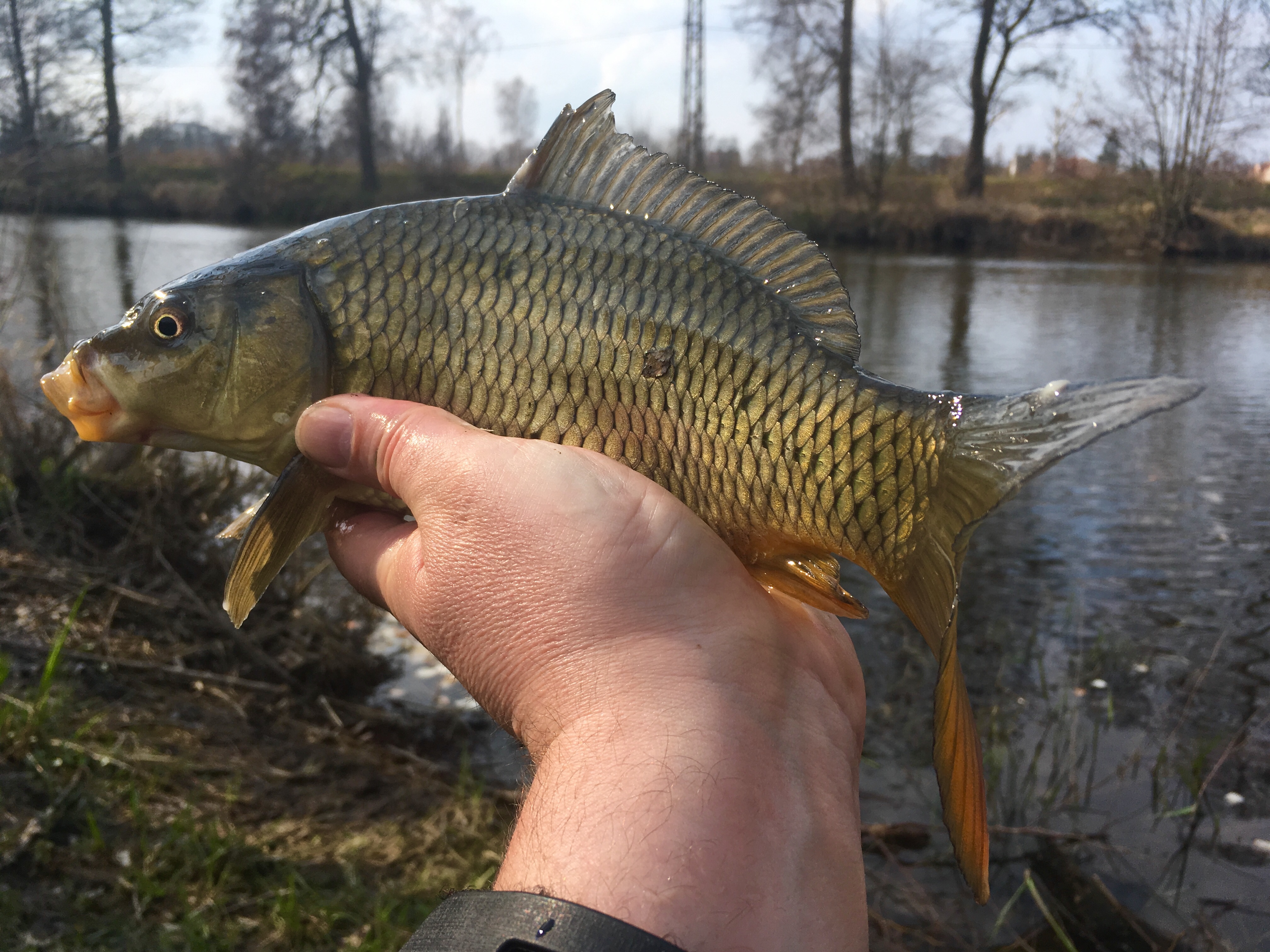 Kapříkům DYNAMITE BAITS chutná 31.3.2019