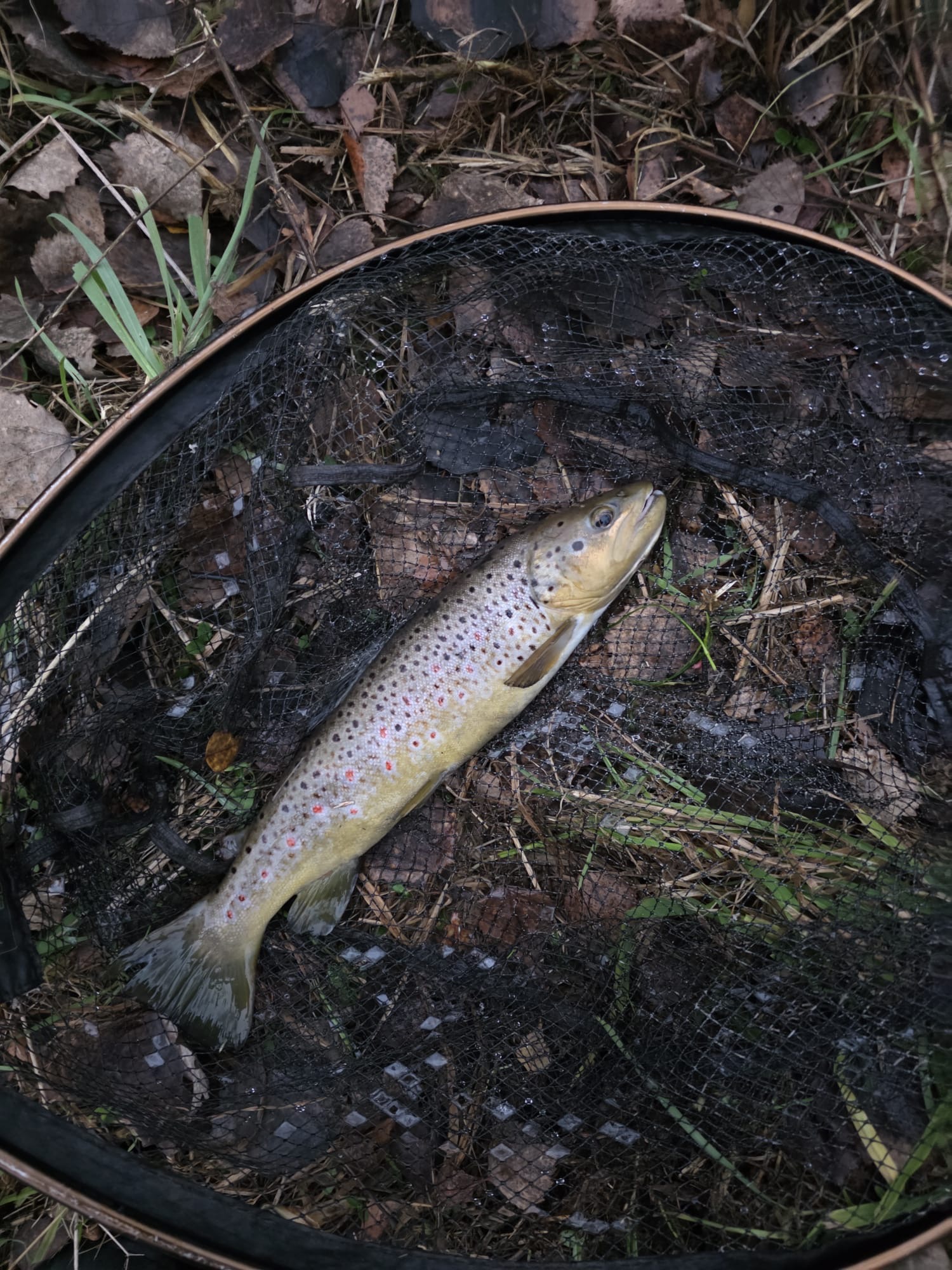 9e8617e9-7724-4345-82b1-665a204a0ac0