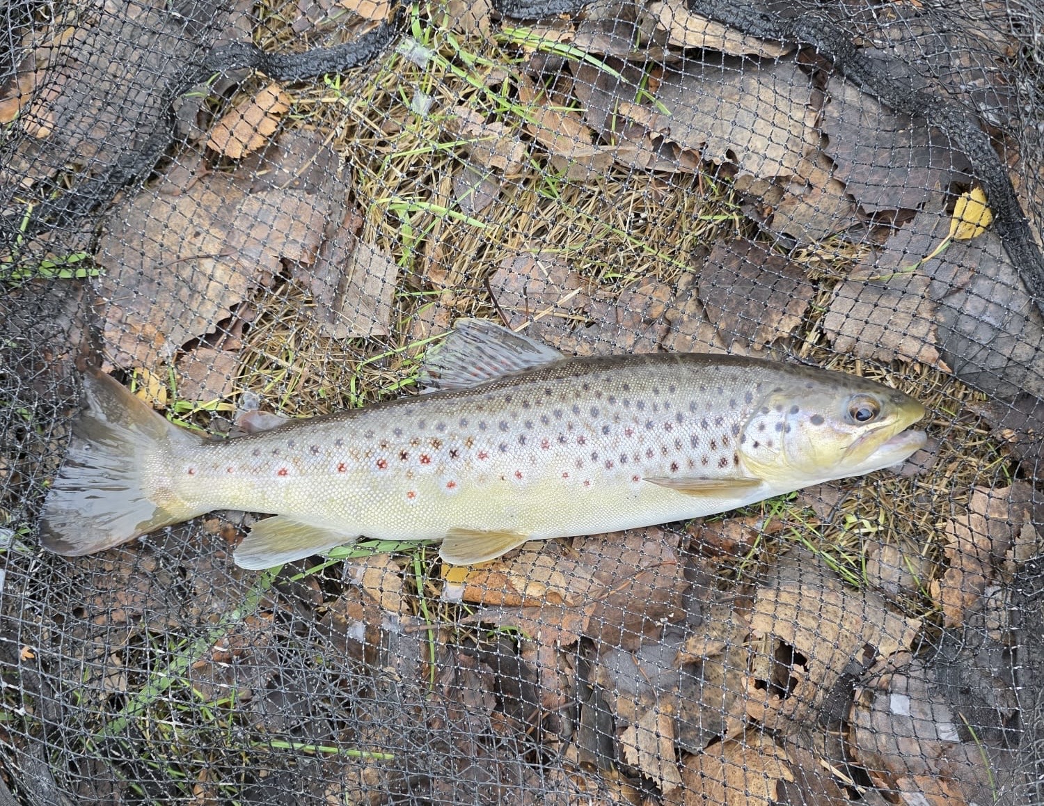 ede47add-dbe6-4ccc-a876-75b7f7ffef7b