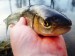Feeder s DYNAMITE BAITS 5.4.2016
