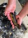 krámek Jeseter pomáhá zarybňovat reofilními druhy ryb